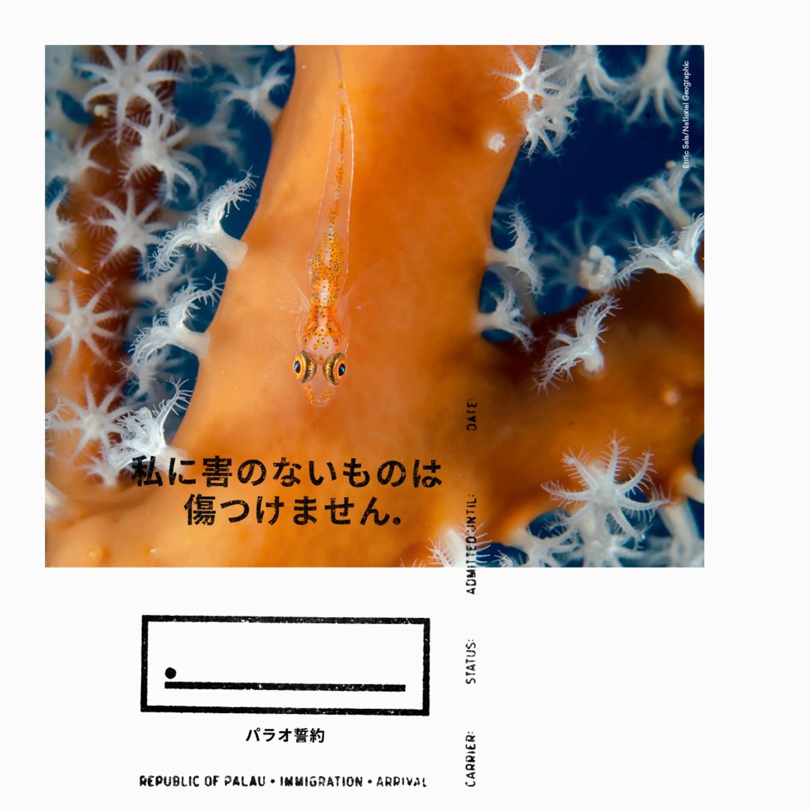 Palau Pledge, coral and fish, Japanese translation